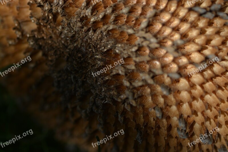 Sunflower Macro Blossomed Out Withered Close Up