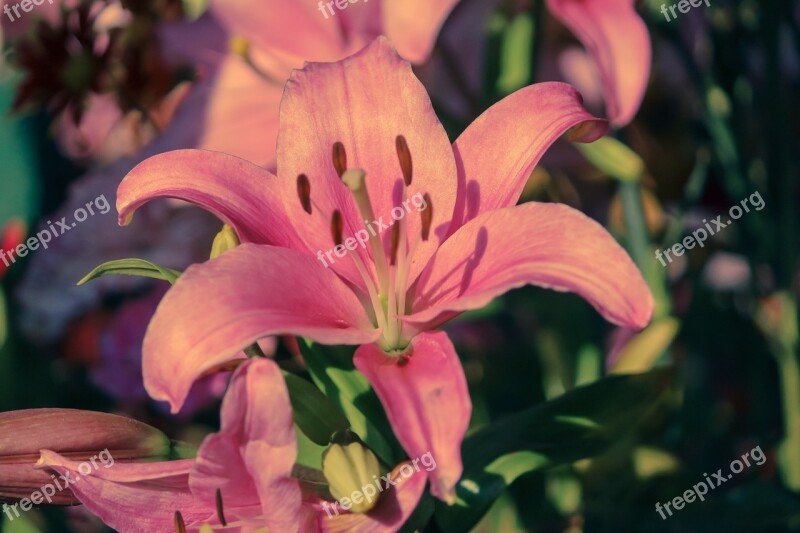 Pink Lily Flower Nice Flower Beautiful Flower Free Photos