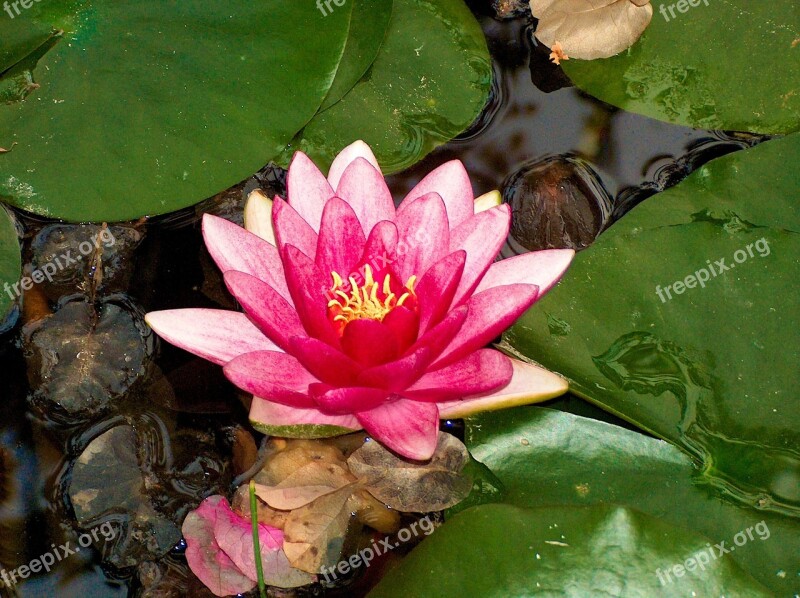 Flower Water Lily Aquatic Plant Pond Free Photos