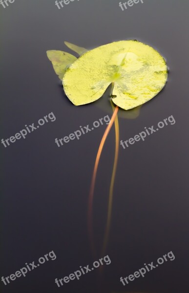 Leaf Foliage Autumn Yellow Water-lily Water