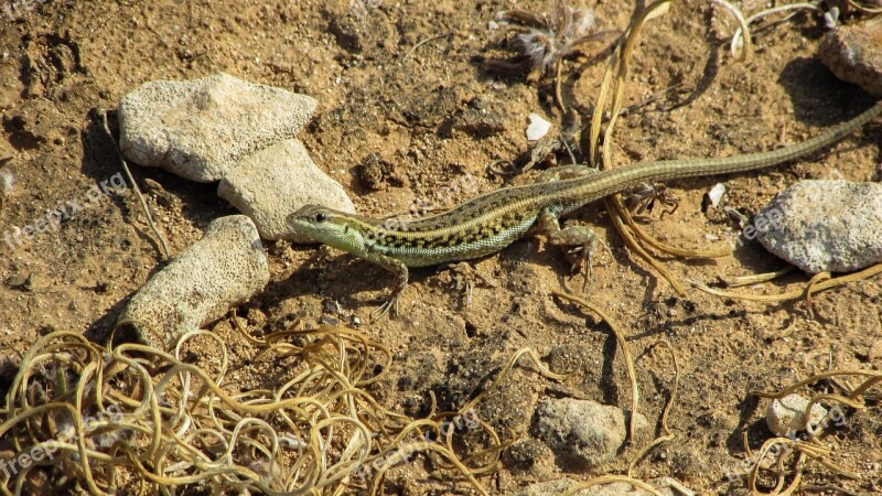 Acanthodactylus Schreiberi Lizard Fauna Nature Reptile