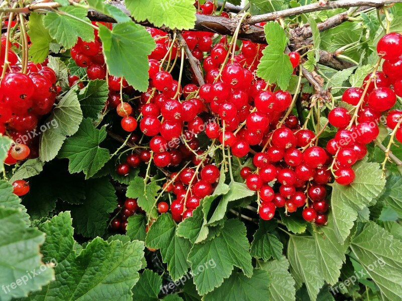 Currants Garden Bio Red Fruit