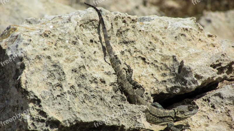 Cyprus Lizard Kurkutas Reptile Fauna