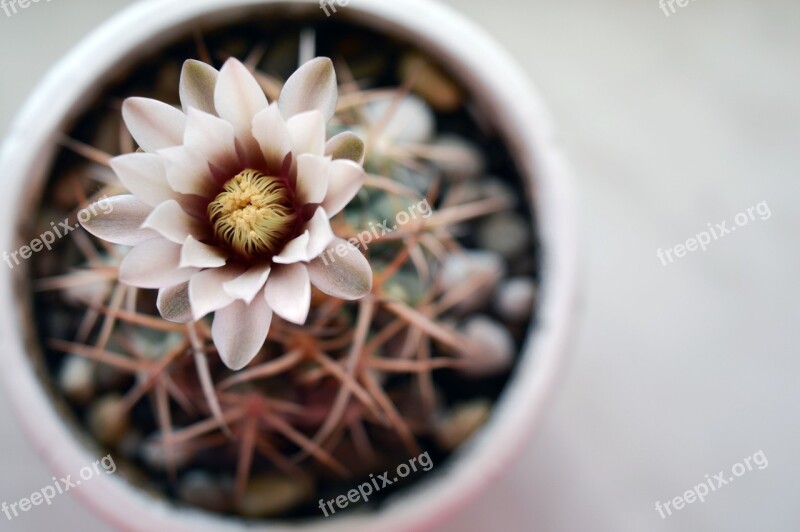 Gymnocalycium Cactus Flower Cactus Flowering Cactus Plant