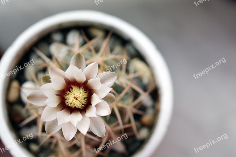 Gymnocalycium Cactus Flower Cactus Flowering Cactus Plant