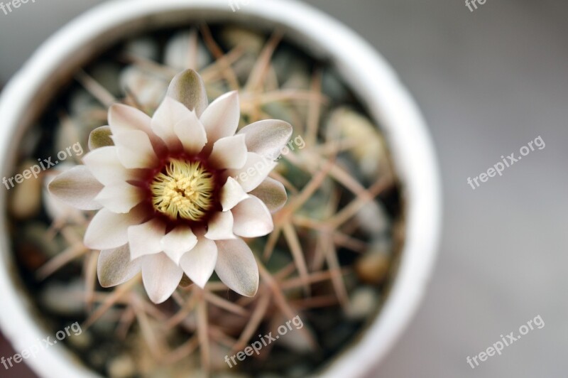 Gymnocalycium Cactus Flower Cactus Flowering Cactus Plant