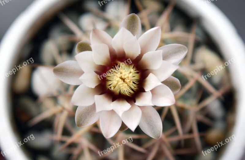 Gymnocalycium Flowering Cactus Succulent Plant In A Pot