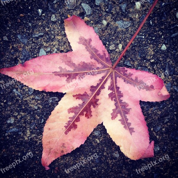 Leaf Oak Fallen Autumn Nature