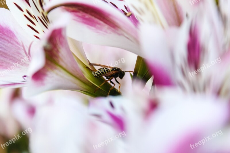 Osa Insect Summer Flower Macro