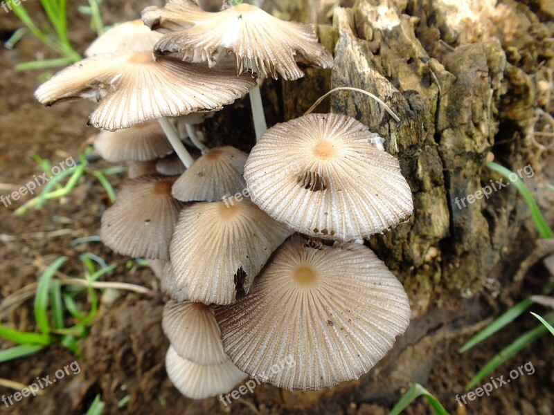 Fungi Plant Nature Flora Fungus