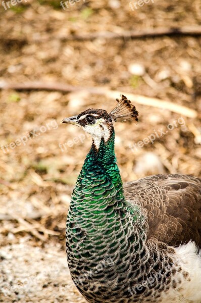 Peacock Hen Chicken Colorful Feather