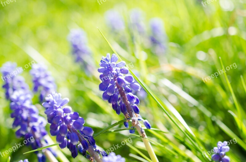 Muscari Flower Blossom Bloom Blue