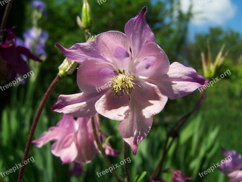 Belfry Pale Pink Spring Flower Free Photos