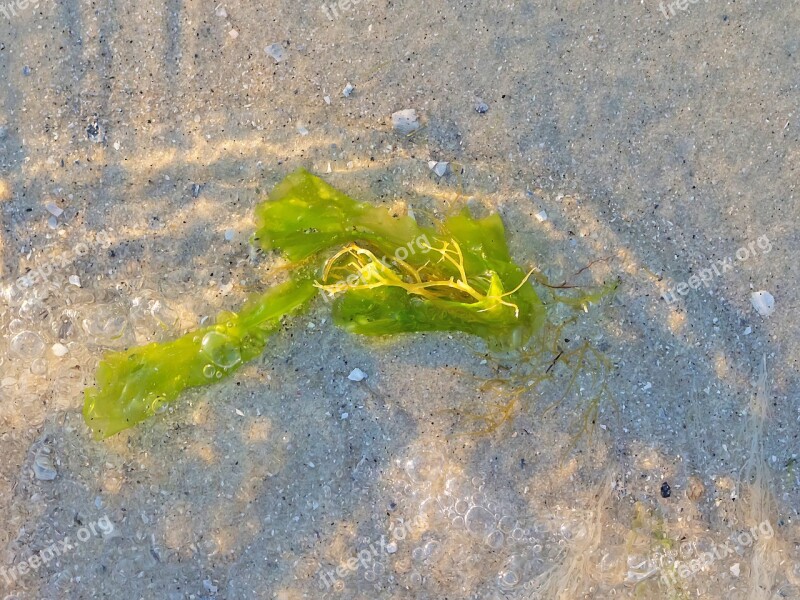 Seaweed Vegetation Sand Beach Sea