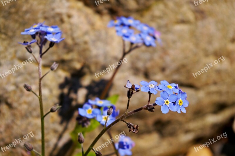 Violet Spring Blossom Bloom Plant