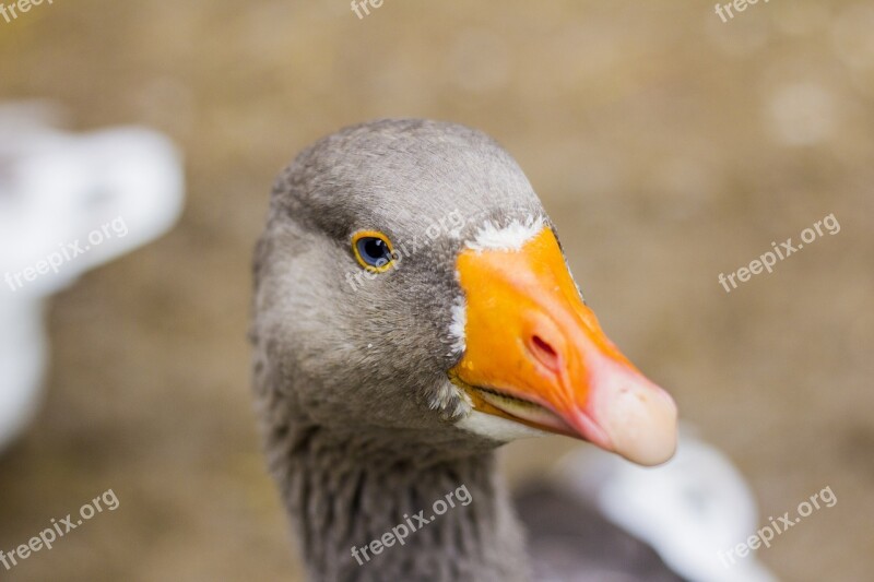 Goose Domestic Goose Grey Bird Bill