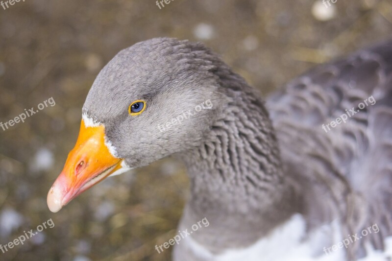 Goose Bird Grey Bill Domestic Goose