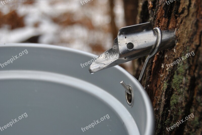 Maple Syrup Maple Tree Syrup Tapping