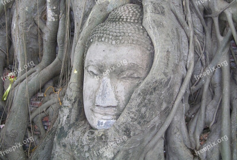 Buddha Mystical Tree Bangkok Travel Tourism Worship Tree