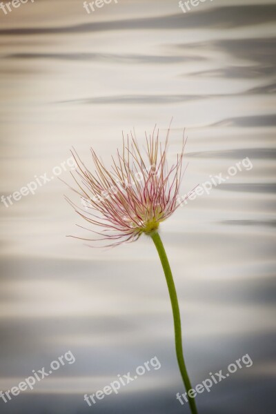 Common Pasque Flower Pulsatilla Vulgaris Flower Plant Spring Flower