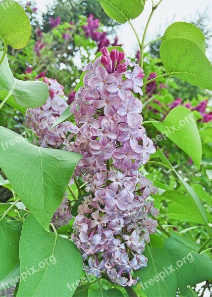 Lilacs Flower Bloom Blossom Spring