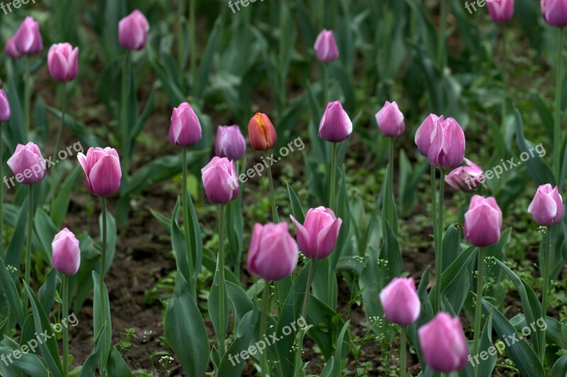 Tulips Mov Camp Flowers Free Photos