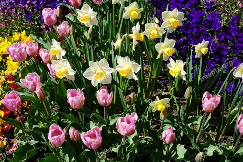 Daffodils Tulips Yellow Purple Flower