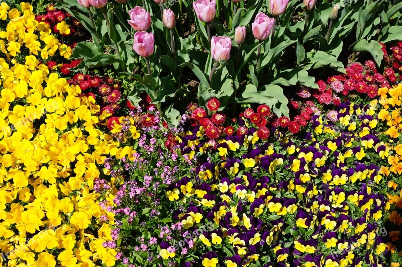 Flower Bed Pansy Tulips Yellow Purple