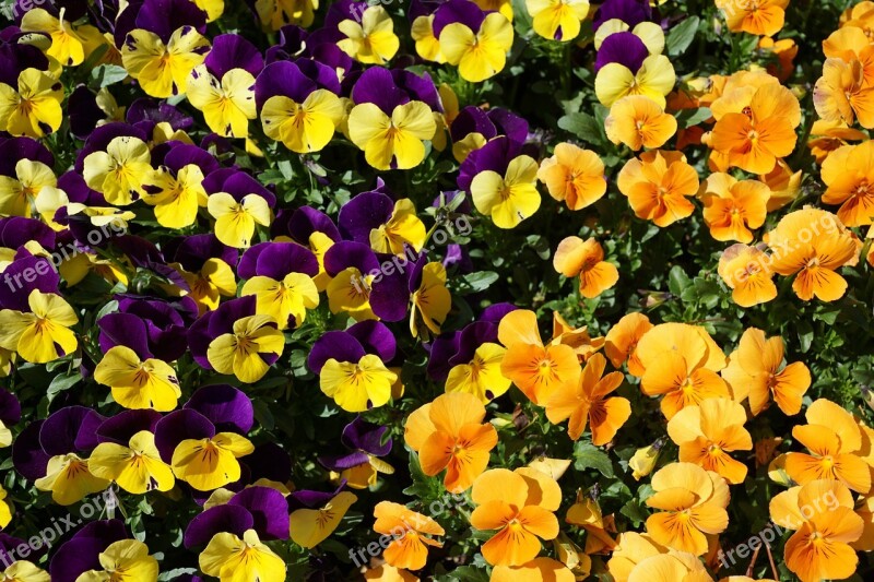 Pansy Purple Flower Nature Yellow