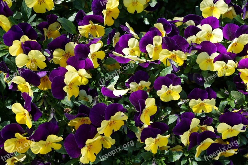 Pansy Purple Flower Nature Yellow