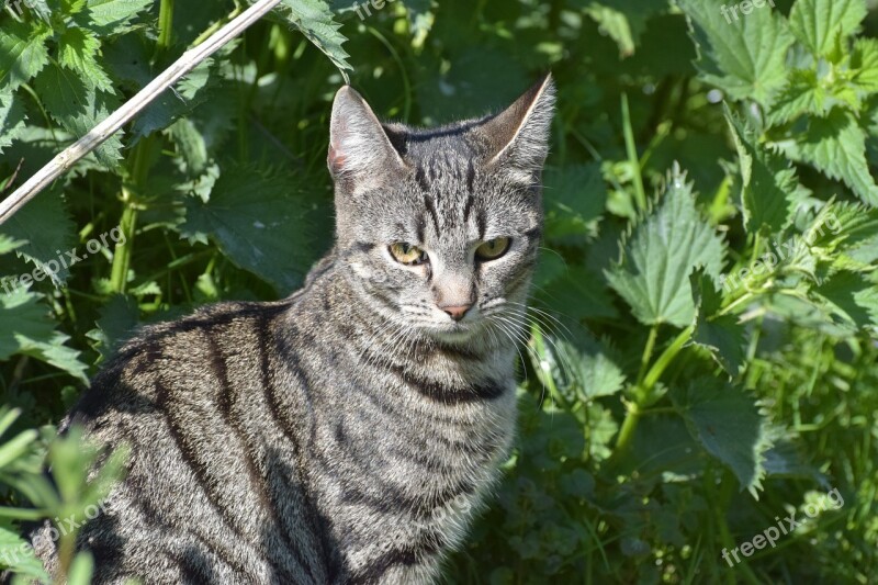 Cat Domestic Cat Sweet Pet Cat's Eyes