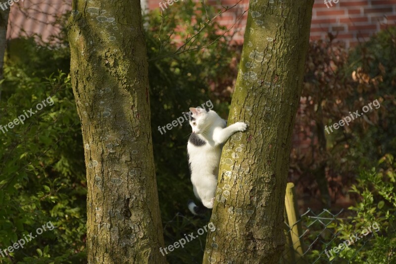 Cat Climb Tree Young Cat Domestic Cat