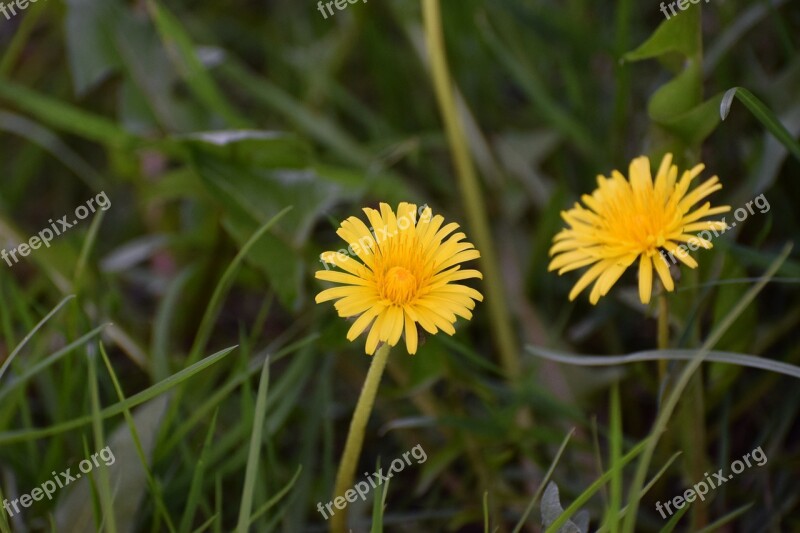 Blossom Bloom Yellow Flower Plant Close Up