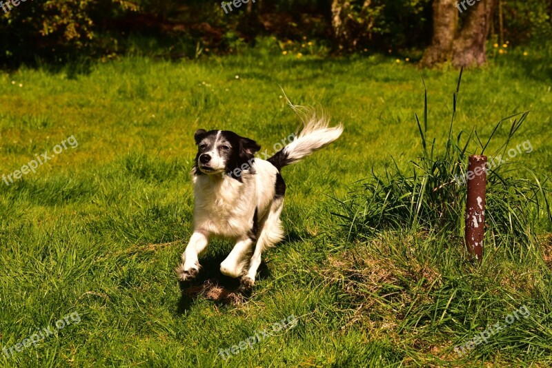 Dog Hybrid German Longhaired Pointer Pet Animal