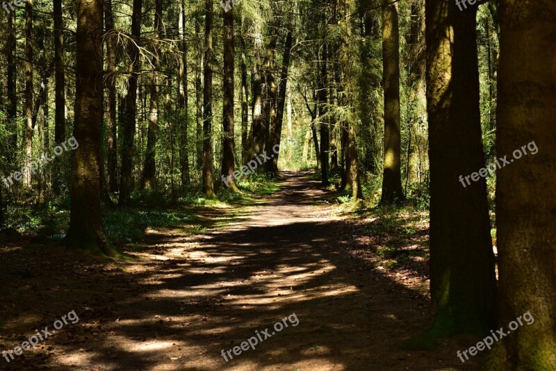 Forest Landscape Sun Nature Light And Shadow