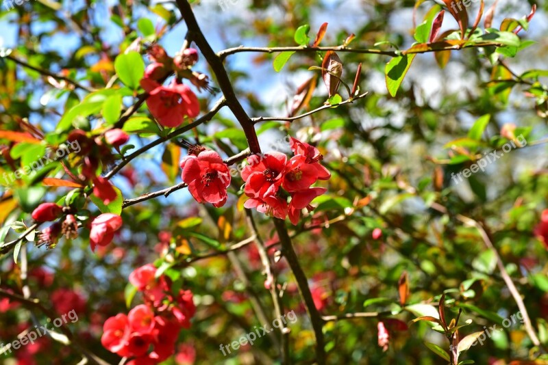 Flowers Red Flowers Red Plant Close Up