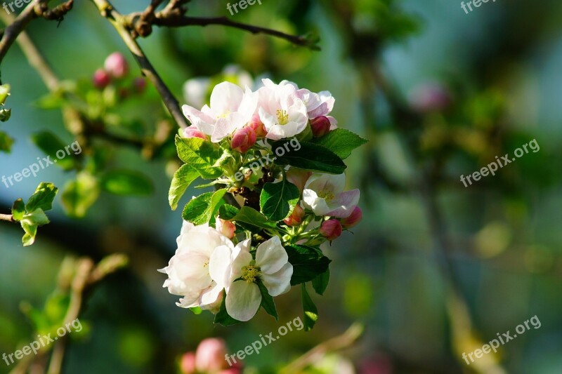 Apple Tree Apple Blossom Spring Blossom Bloom