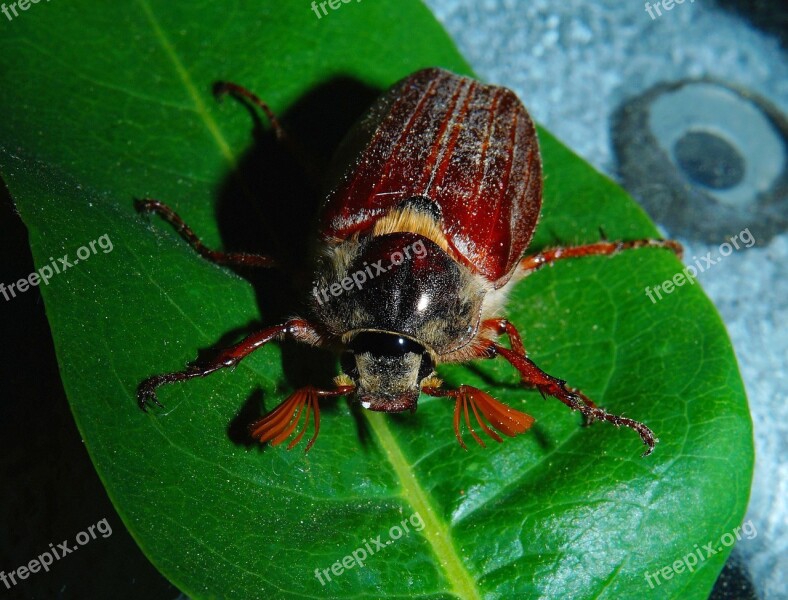 Maikäfer May Leaf Beetle Spring