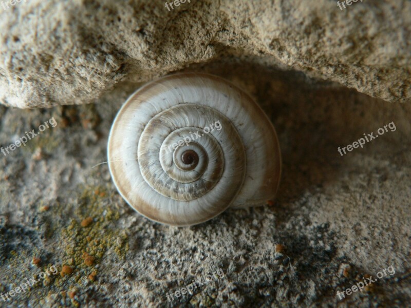 Snail Forms Center Free Photos