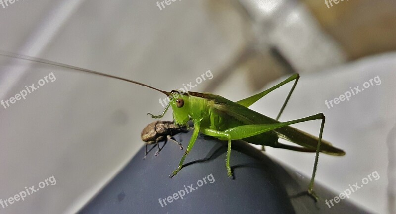 Katydid Meadow Katydid Grasshopper Insect Weevil