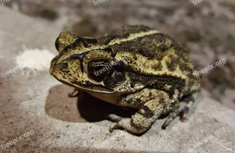 Toad Gulf Coast Toad Croak Croaking Amphibian