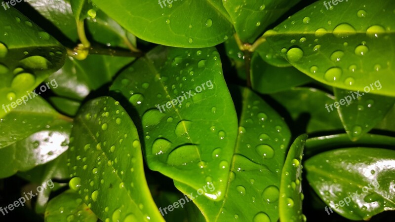 Leaves Shrub Green Wet Water