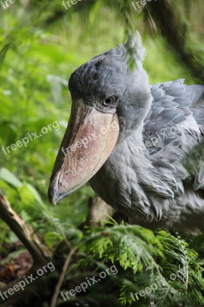 Shoebill Bird Big Bird Free Photos