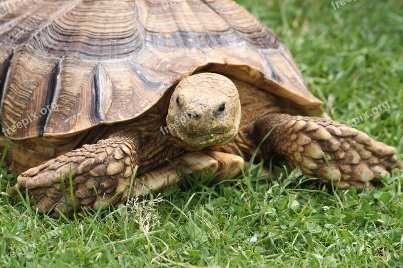 Turtle Nature Reptile Wildlife Tortoise