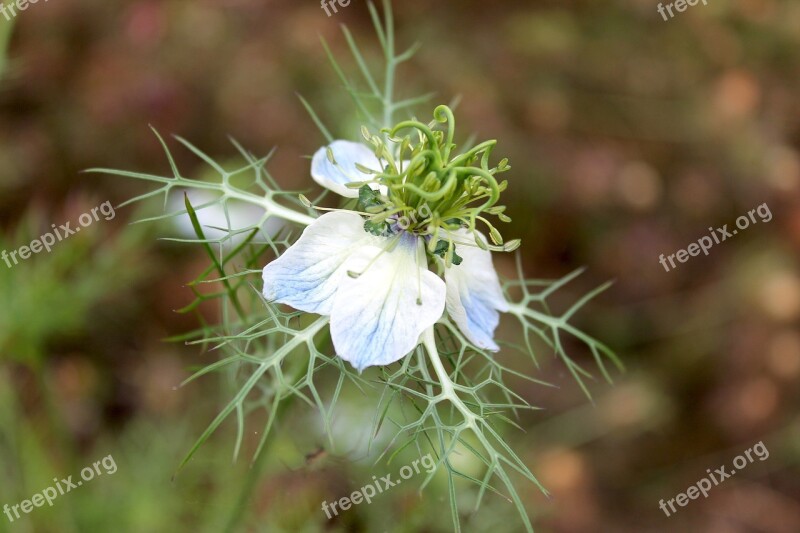 Black Cumin Blossom Bloom Genuine Black Cumin Garden