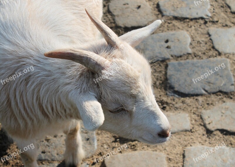 Goat Pet Animal Kid Domestic Goat