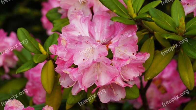 Flower Pink White Nature Pink Flowers