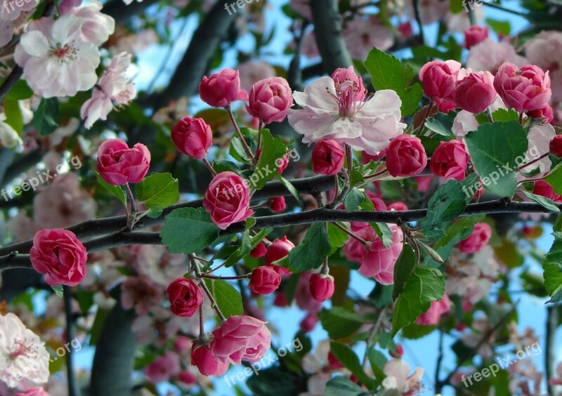 Cherry Blossoms Springtime Spring Blooming Pink