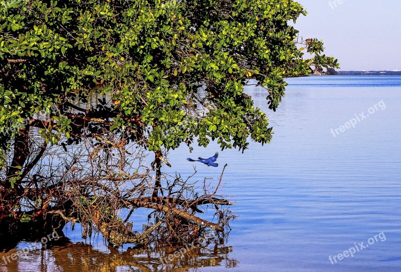 Nature Landscape Beach Trees Sea Shore