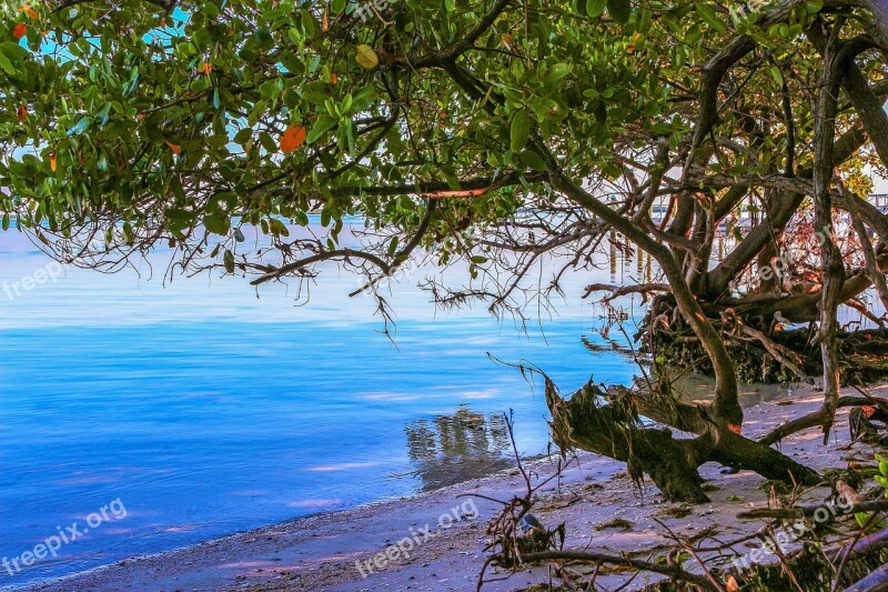 Nature Landscape Beach Mangrove Vegetation